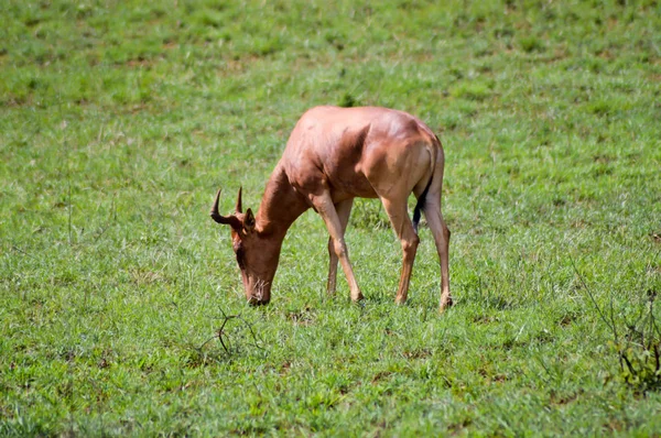 Hirola na savana — Fotografia de Stock