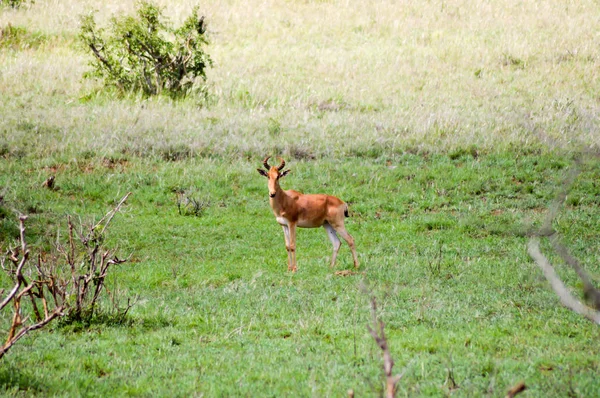 Hirola nella savana — Foto Stock