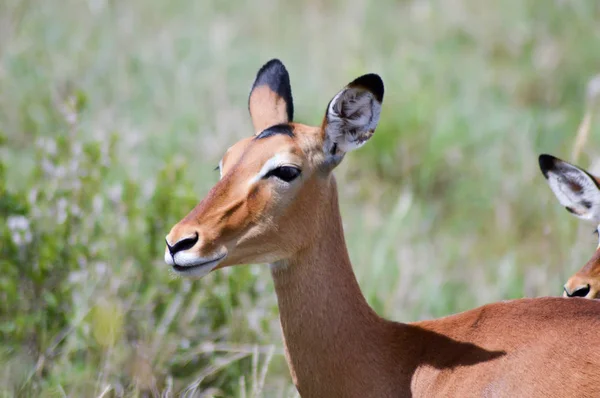 Två impalor med försvar i savannen — Stockfoto