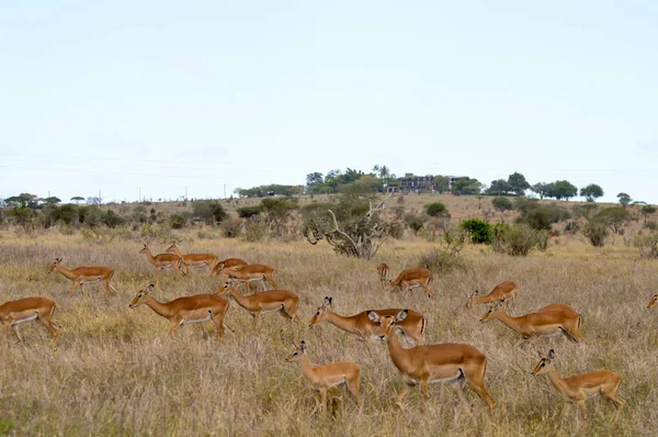 Tres Impalas en la sabana —  Fotos de Stock