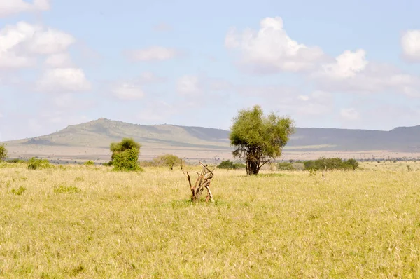 View of the Tsavo East savannah in Kenya — Stock Photo, Image