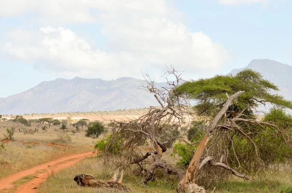 Dead tree in the green savanna — Stock Photo, Image
