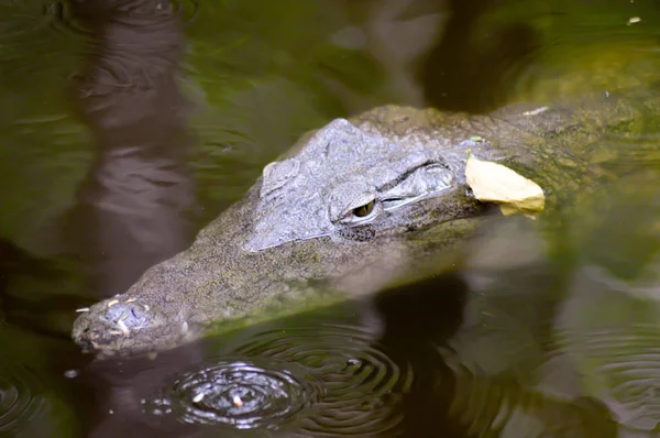 Krokodil a szemét a víz — Stock Fotó