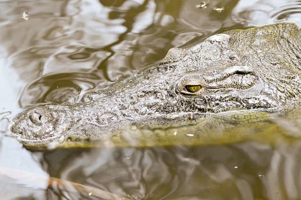 Krokodýl oči v vodě — Stock fotografie