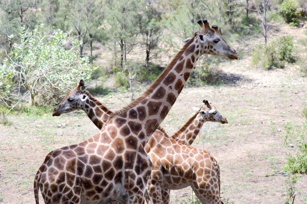 Три жирафа пересекаются — стоковое фото