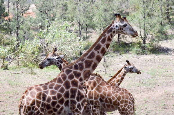 Trzy żyrafy przecinające się — Zdjęcie stockowe