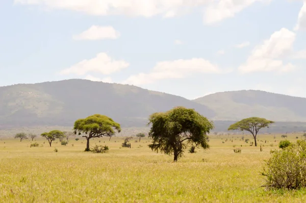 Utsikt över Tsavo East savannen — Stockfoto