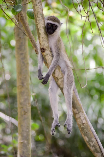 Vervet macaco em um relaxado — Fotografia de Stock