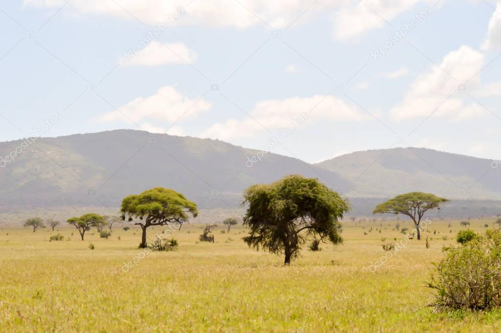 View of the Tsavo East savannah 