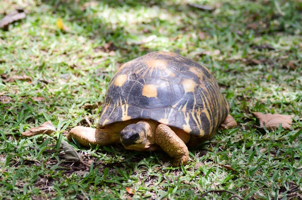 Hermann's turtle walking — Stock Photo, Image