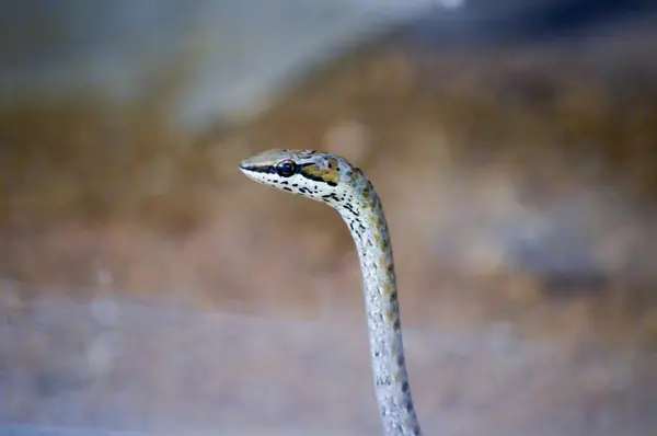 Коричневая и серая змеиная голова — стоковое фото