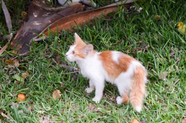 Bir çim üzerinde çok sıska bir yavru kedi 