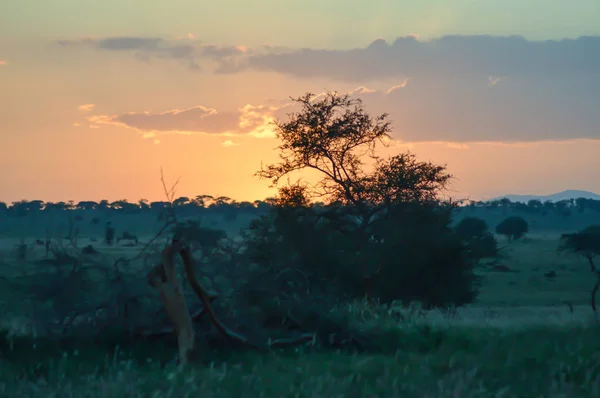 Puesta de sol sobre la sabana — Foto de Stock