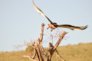Ölü ağaç soluk kartal 