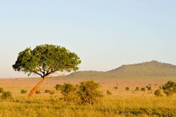 Uitzicht op de savanne — Stockfoto