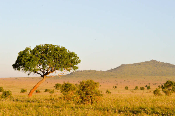 View of the savannah 