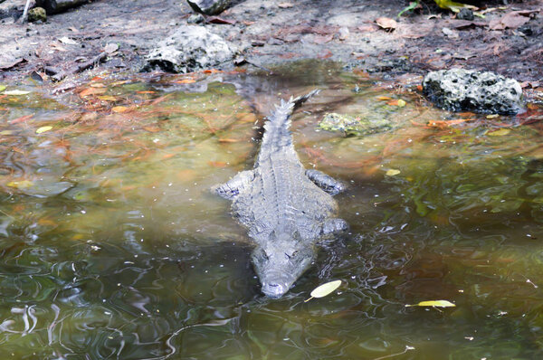 Crocodile eyes in a water body 