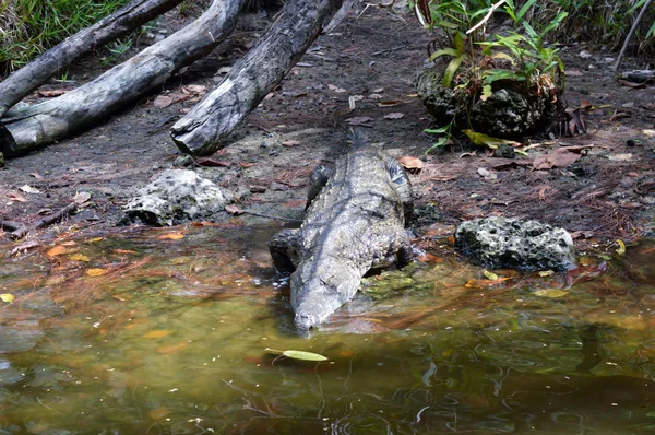 Krokodil szemét egy víztest — Stock Fotó