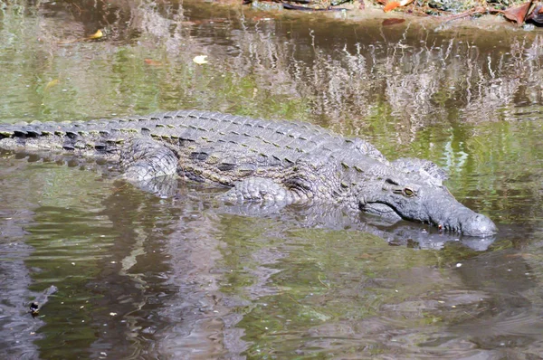 Krokodýl oči v těle vody — Stock fotografie
