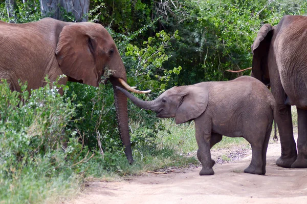 Elefante e seu filhote atravessando — Fotografia de Stock