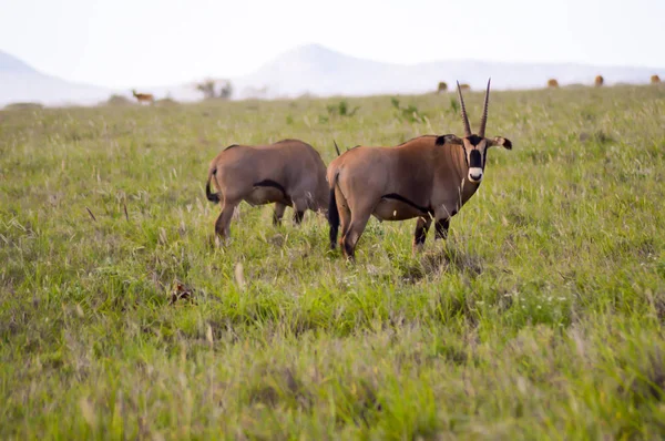 Oryx pastando na savana — Fotografia de Stock