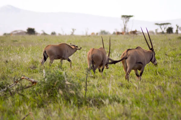 Três oryx pastando na savana — Fotografia de Stock
