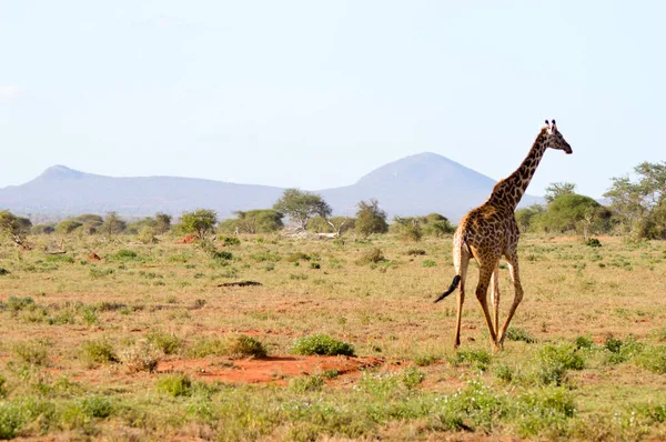 Giraffa nella savana — Foto Stock
