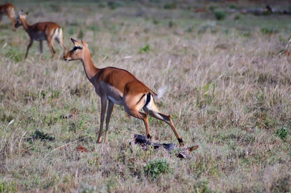 Impala squattingu v savaně — Stock fotografie