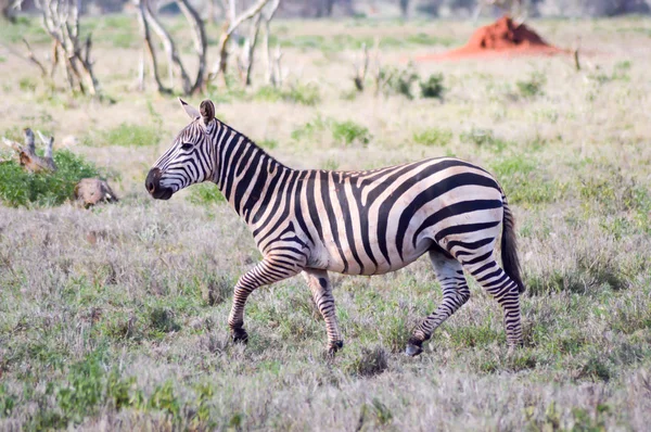 Zebra, leżącego w sawanny — Zdjęcie stockowe