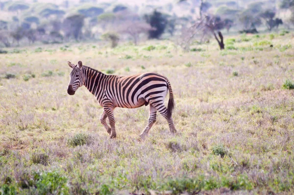 Zebra liegt in der Savanne — Stockfoto