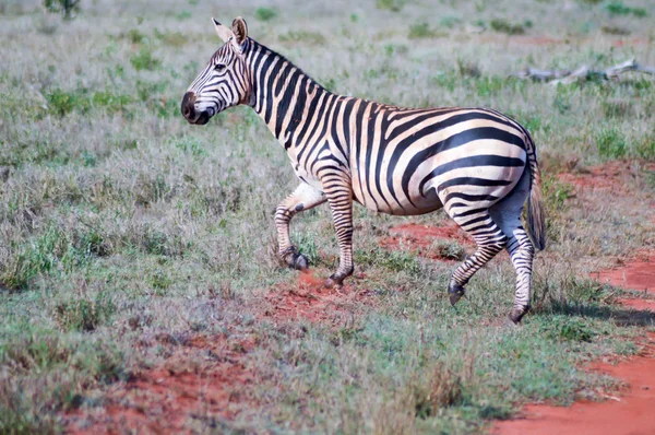 Zebra, ležící v savaně — Stock fotografie