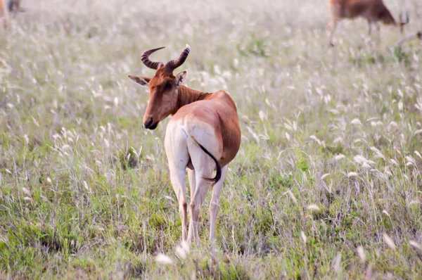 Hirola i savannen — Stockfoto