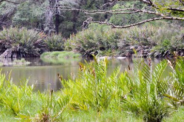 Bir parkta tropikal su