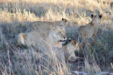 Bir dişi aslan ve onun üç aslan