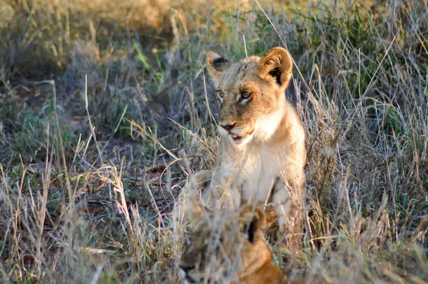 Lion cub zitten in de savanne — Stockfoto