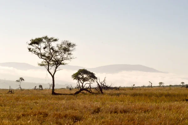 Ökningen av dimma på savannen och berg — Stockfoto