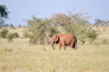 Savannah içinde izole kırmızı fil 