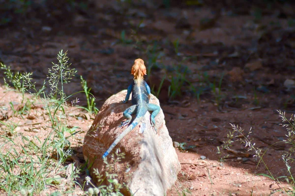 Lagarto de todas as cores em um tronco em um jardim — Fotografia de Stock