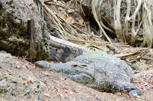 Un alligatore si allunga lungo — Foto Stock