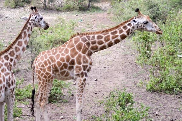 Duas girafas num parque — Fotografia de Stock