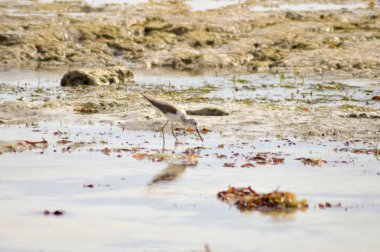 Kuş çamur Bamburi beach üzerinde 