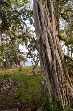 Bagajında bir parkta bir boğazlayan incir 