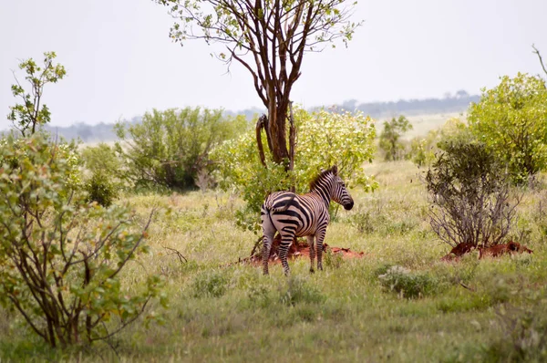 Zebra, ležící v savaně — Stock fotografie
