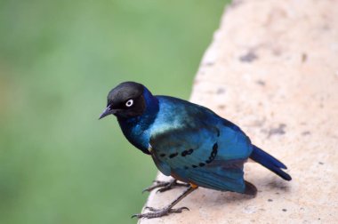 Düşük bir duvar büyük Choucador 