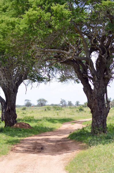 Red earth trail in Tsavo West Park 