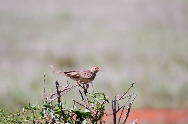 Kahverengi krater bir bush poz verdi. 