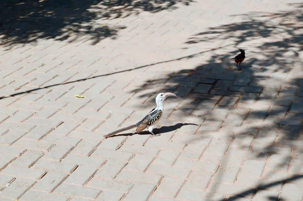 Hornbill sur un sol pavé — Photo