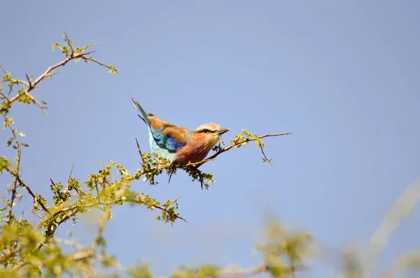 Rodillo con hebras largas en un árbol —  Fotos de Stock