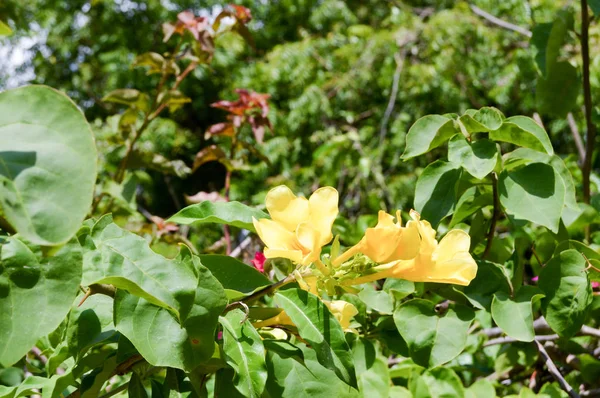 Gele bloemen in de natuur — Stockfoto