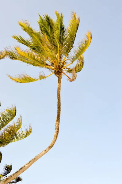 Palm tree bent to the wind